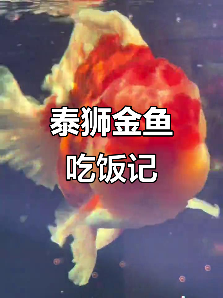 金鱼吃得真努力,肚子都鼓起来了!