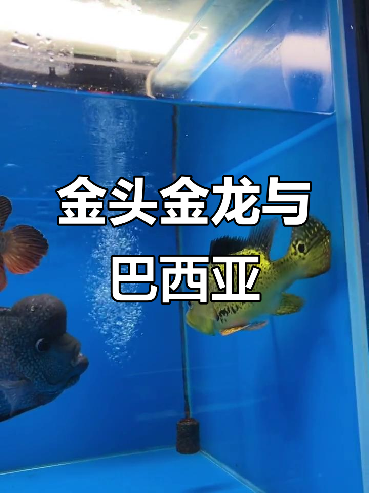黄金巴西亚与金龙鱼,尺寸30-32公分,爆青花超美