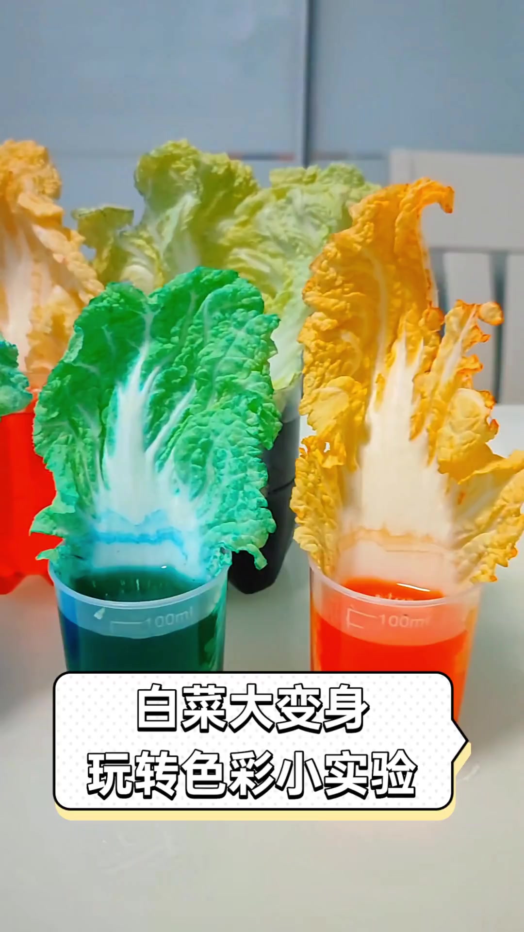 白菜大变身,玩转色彩小实验