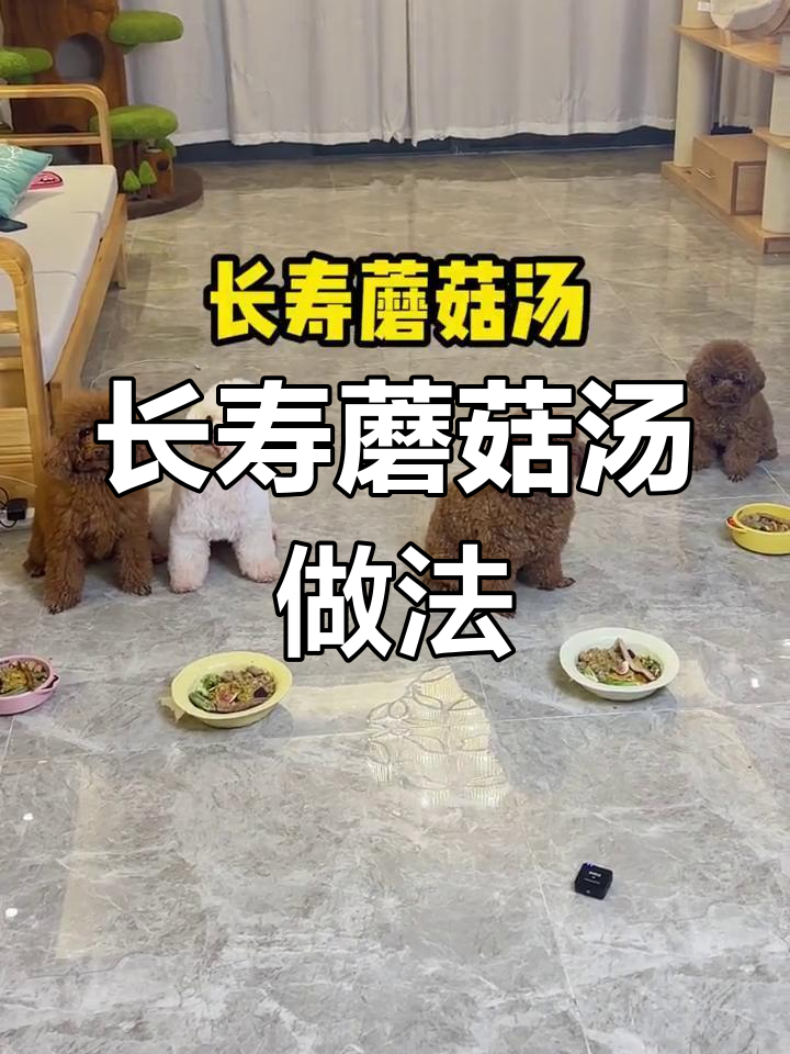 狗狗也能享受长寿蘑菇汤,试试这个美味!
