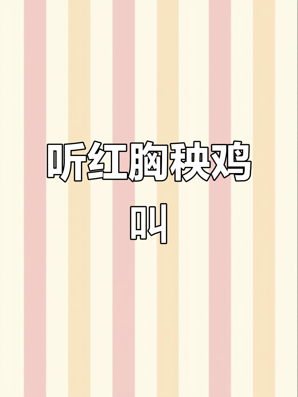 红胸秧鸡的独特叫声，你听过吗？