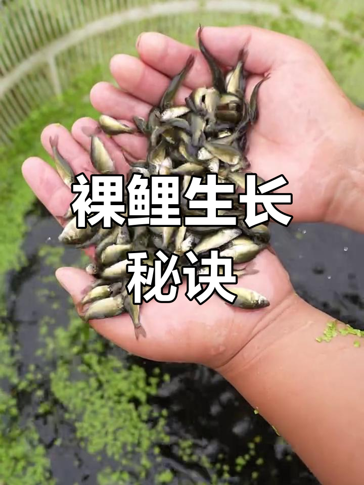 裸鲤以杂粮为食,一年能长三五斤