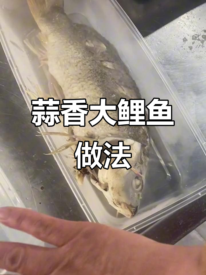 蒜香大鲤鱼,蒸鱼豉油与辣椒丝的完美搭配