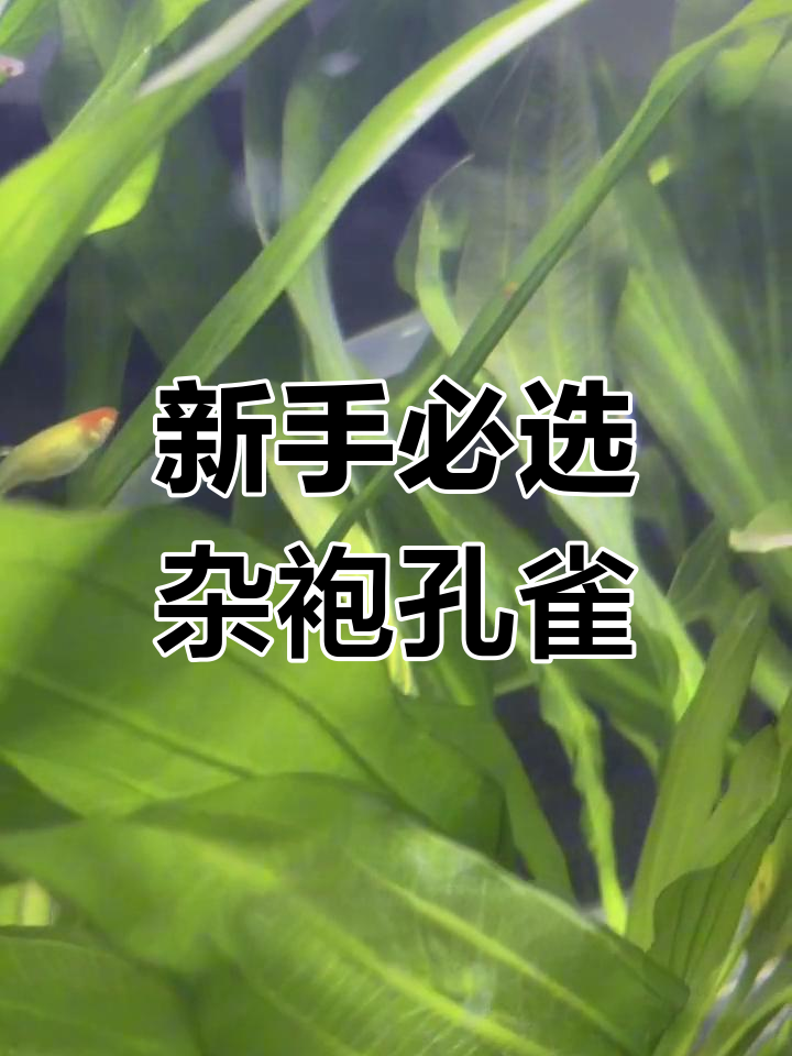 杂袍孔雀鱼:最适合新手养的品种