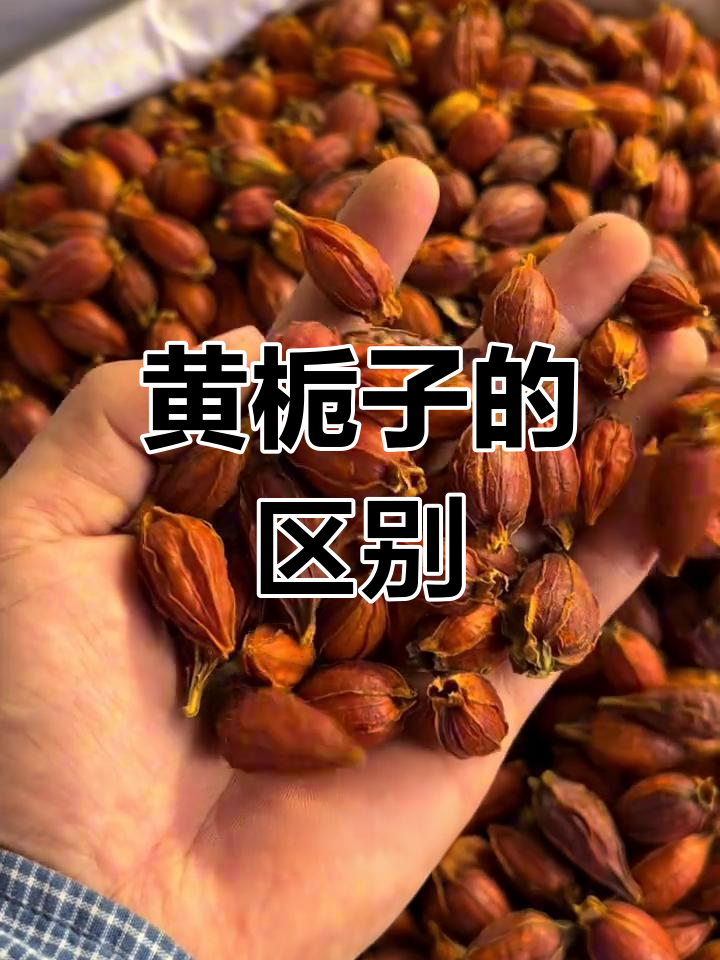 福建与江西黄栀子对比:哪种更优?