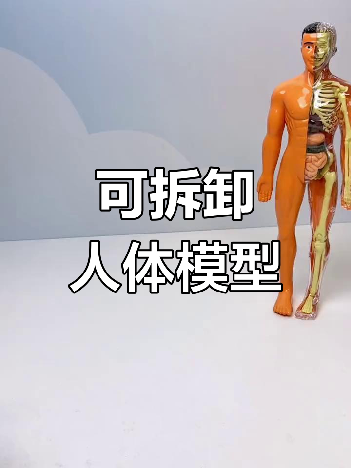 让孩子亲手组装人体模型,提前了解骨骼与内脏结构