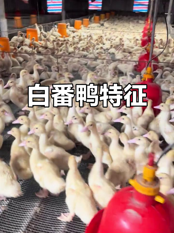 白番鸭，公母体型差异大，健康疫苗齐全