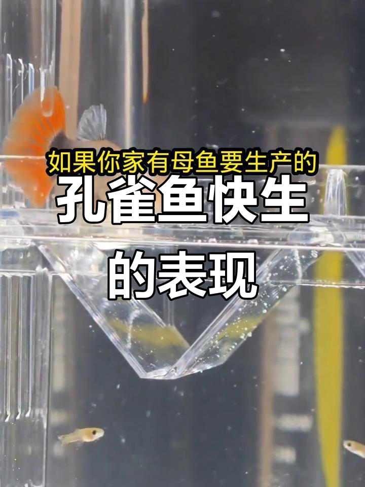 孔雀母鱼临产前的五大征兆,新手必看!