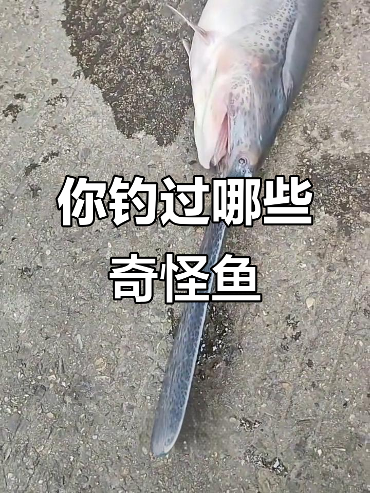 钓到这些奇特鱼,能吃吗?从鸭嘴鱼到金线鱼的奇遇