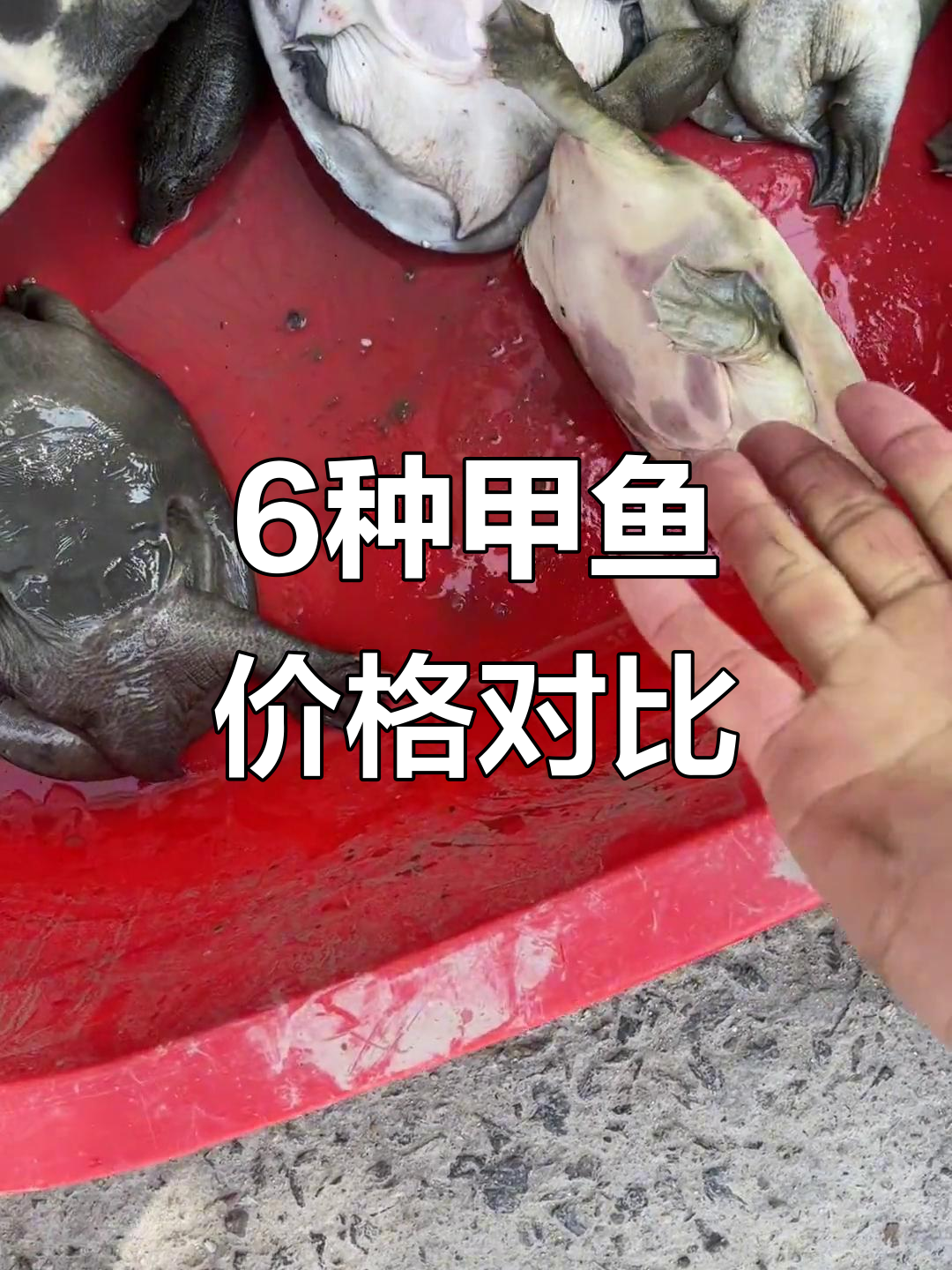6个品种甲鱼大揭秘，哪种最值钱？