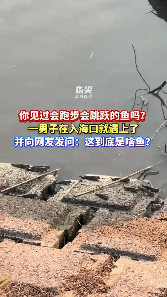 你见过会跑步会跳跃的鱼吗？一男子在入海口就遇上了  并向网友发问：这到底是啥鱼？网友神评论