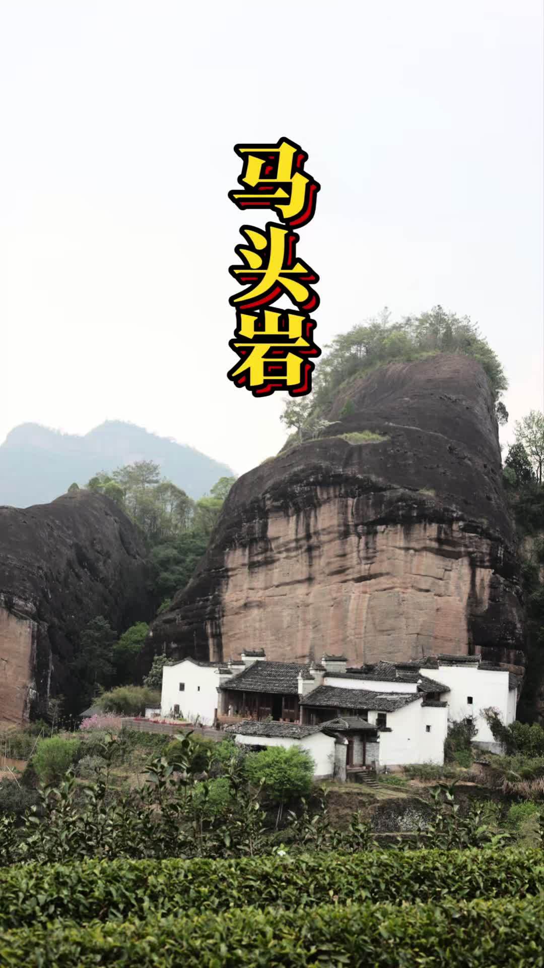 马头岩肉桂知名度高 混乱程度也高 召唤茶友 武夷岩茶 选对渠道再买茶!