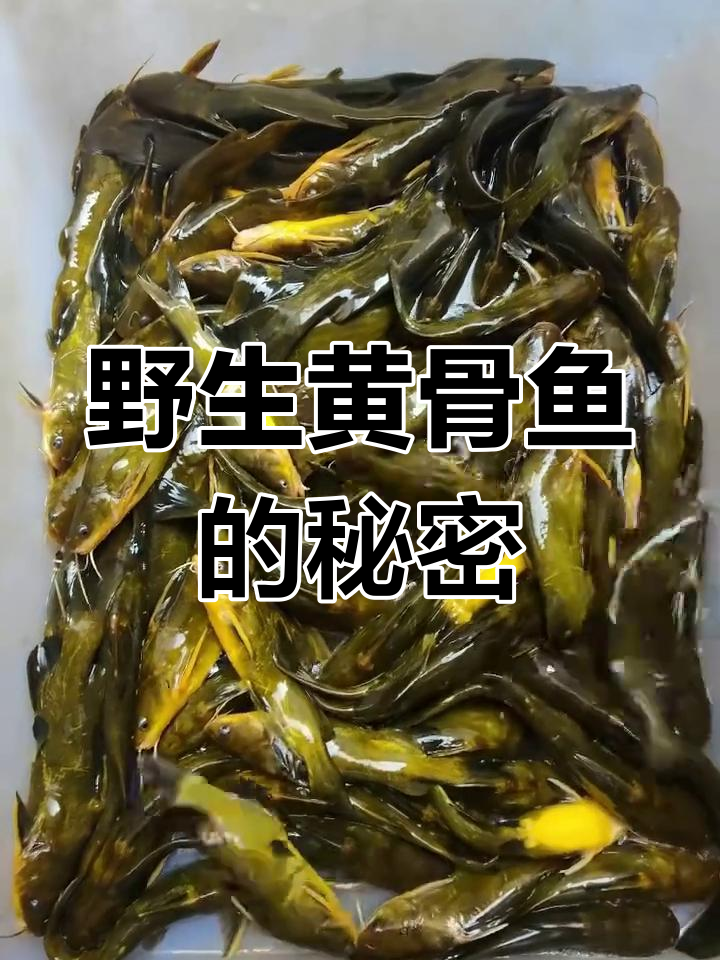 野生黄骨鱼:鲜美又神秘的河中美味