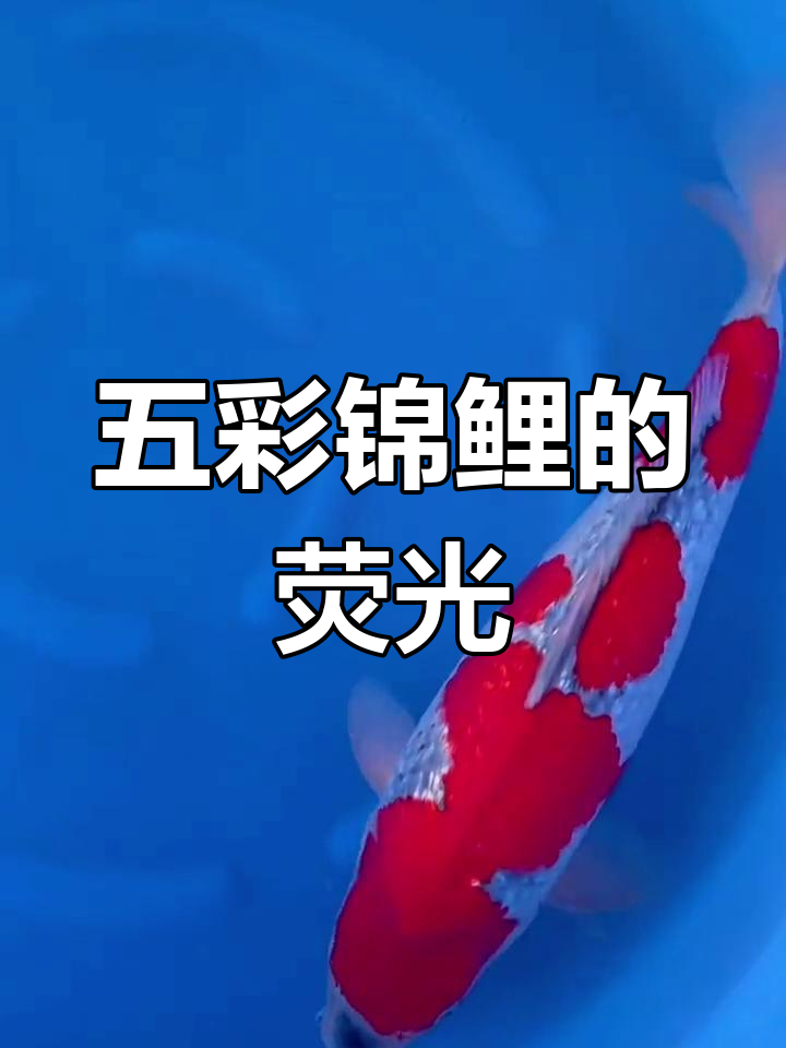 锦鲤荧光红,五色魅力尽显