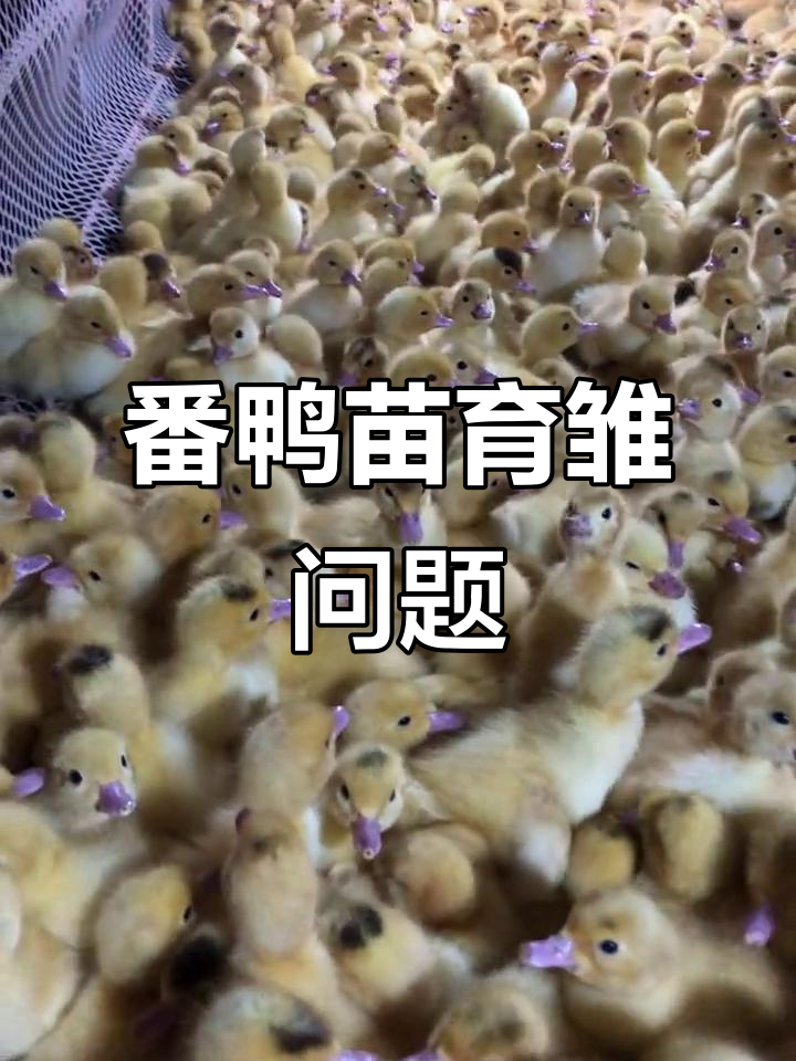 大种番鸭苗育雏难题,竟然让我这么头疼!