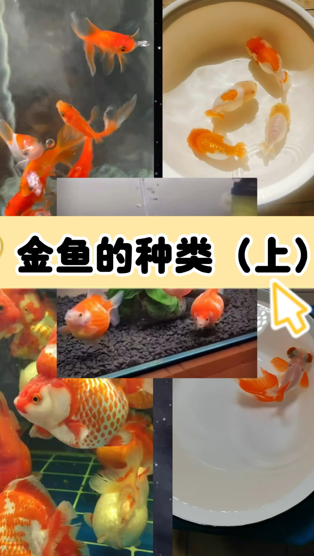 金鱼有多少种?你知道几种