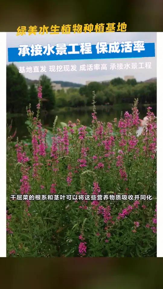 安庆市千屈菜多少钱一株