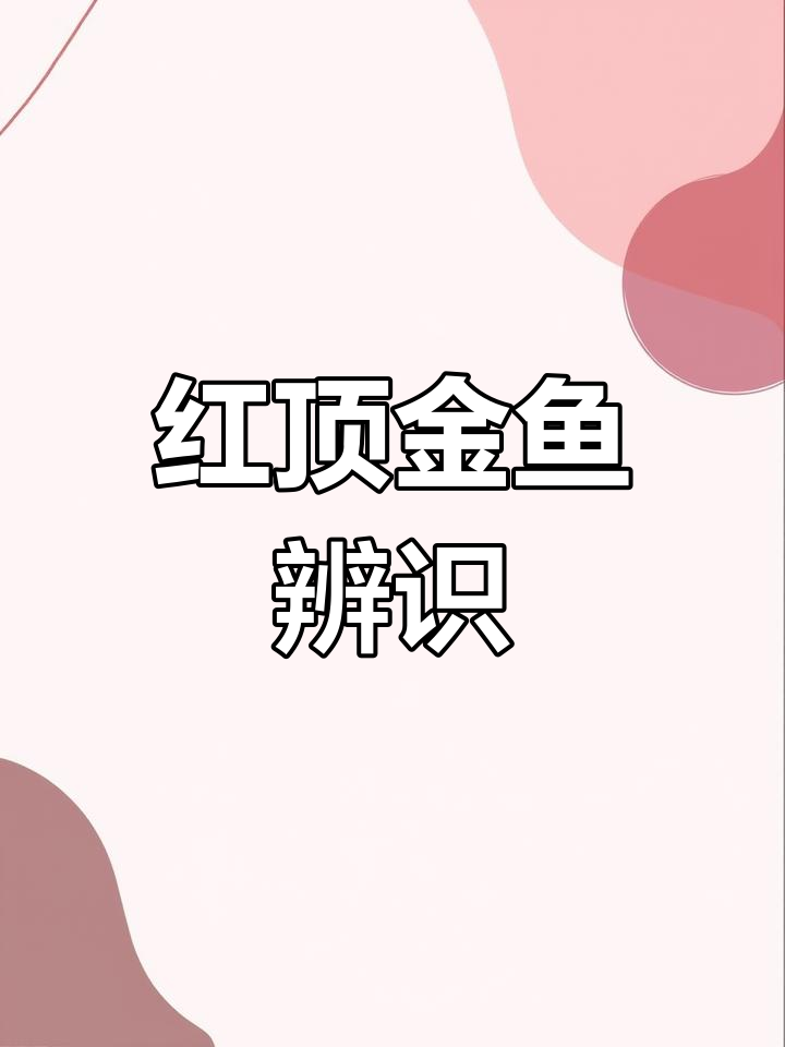 三种红顶金鱼,各有特色,轻松辨别!