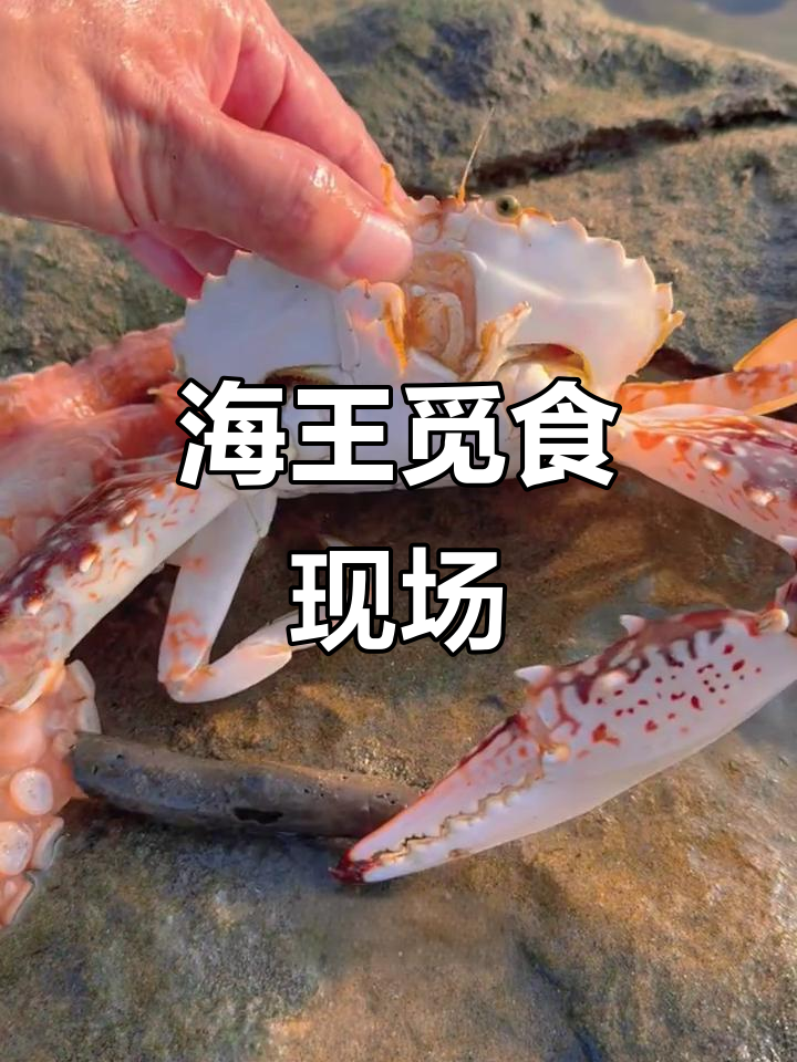 海王捕食大作战:八爪鱼、螃蟹和鲨鱼的生死时速