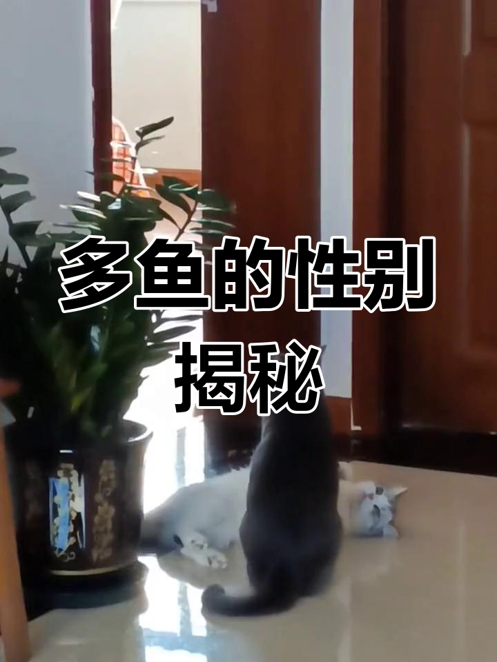 小猫多鱼是男孩还是女孩?