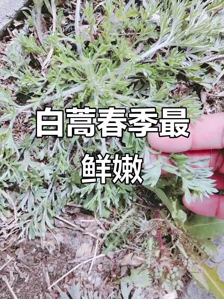春天必吃六种野菜,白蒿护肝正当时