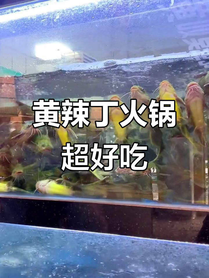泰州黄辣丁火锅,鲜嫩美味让人停不下来