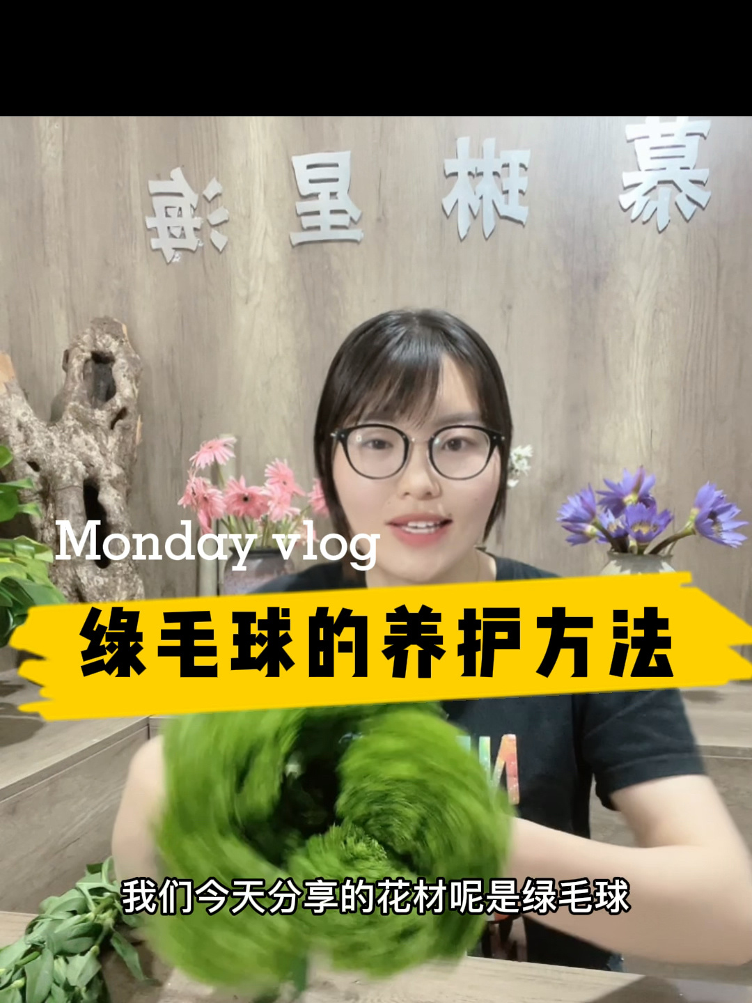 365种鲜花第19种:绿毛球的养护方法