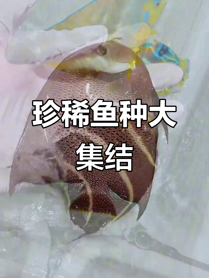 新货到！黑宝马、红狐等珍稀鱼类齐聚，尽显王者风采