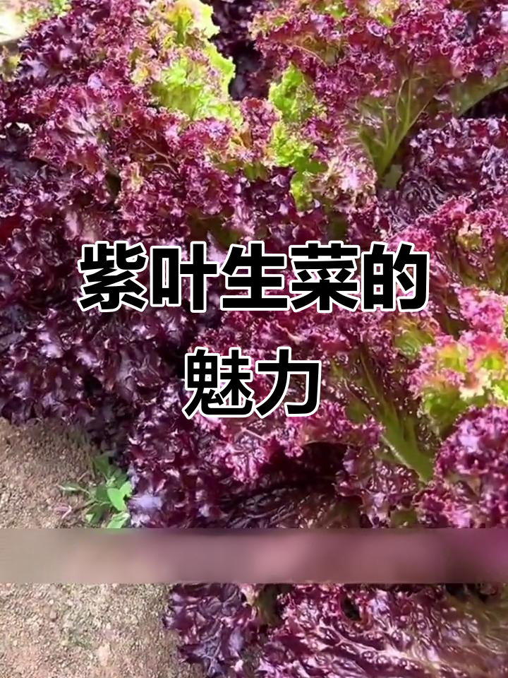 紫叶生菜,翡翠般的美丽蔬菜,轻松种植不挑地