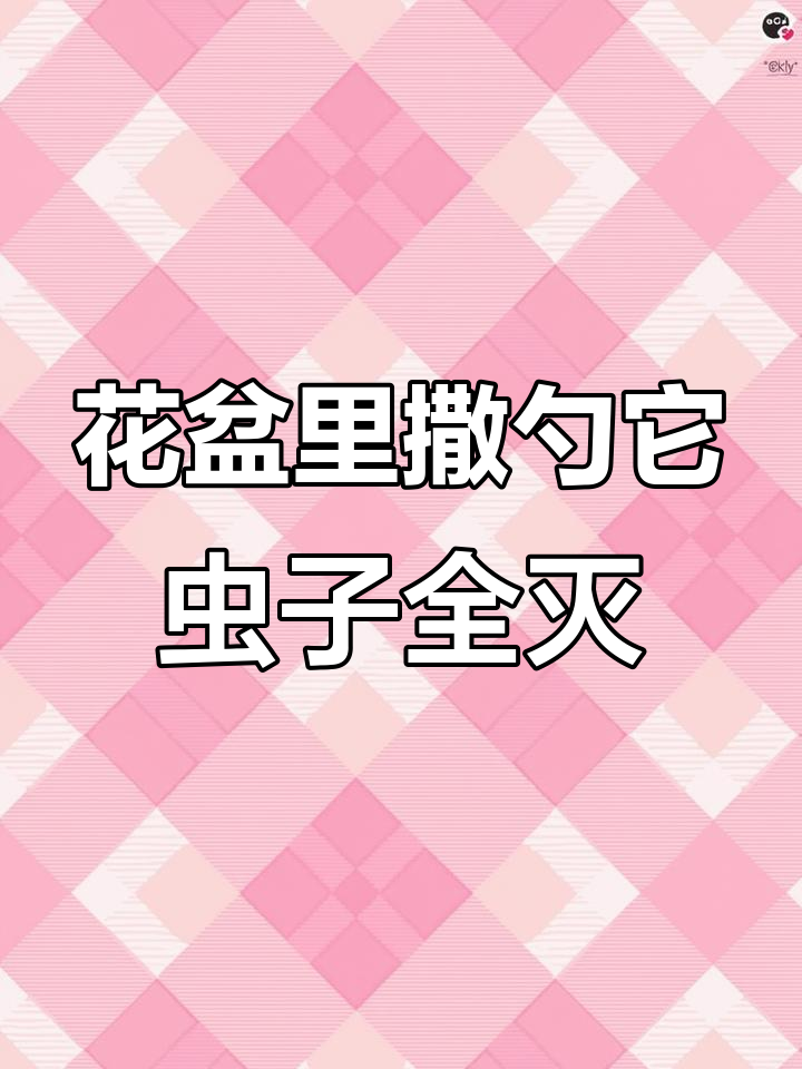 阳台养花有虫?撒点小白药,轻松解决蚜虫、小黑飞等害虫
