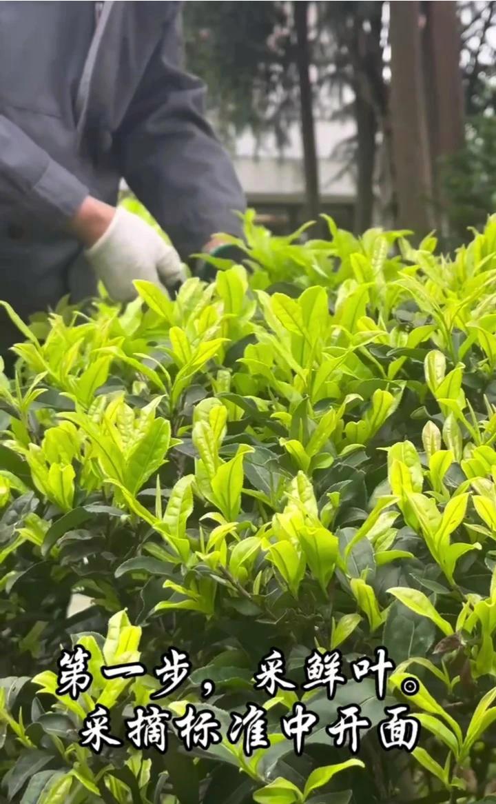 手工制茶8步骤,感受武夷岩茶文化的魅力!