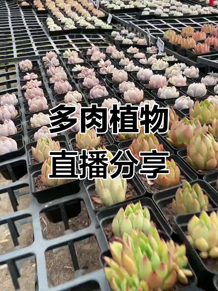 奶油冰玉多肉植物,单头双头状态展示