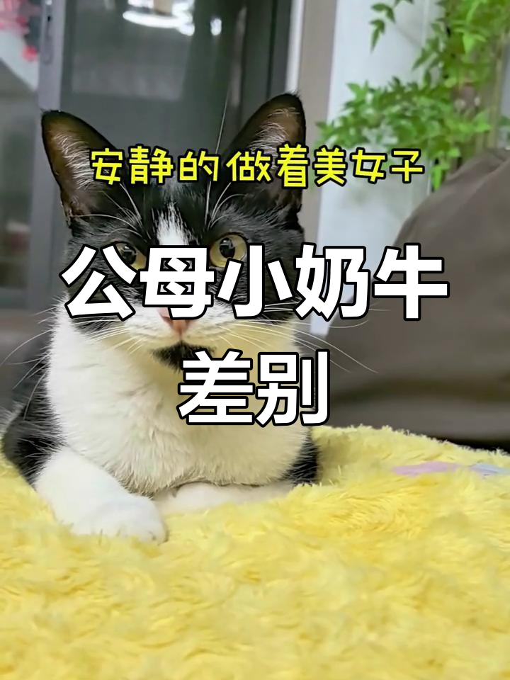 小奶牛公母差异大揭秘,男生皮猴子与温柔美猫对比