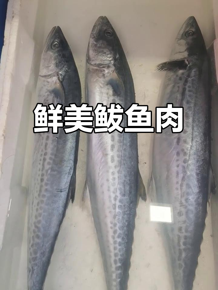 鲅鱼圈的燕巴鲅,新鲜美味煎制秘诀
