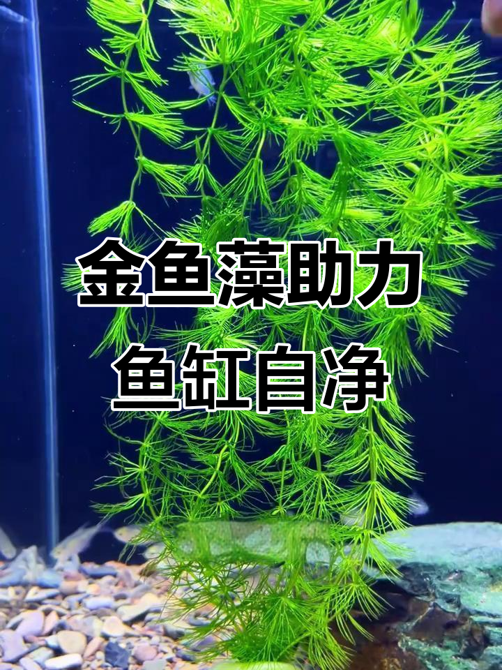 鱼缸不养水草也能有自然净化,金鱼藻让水质更清新