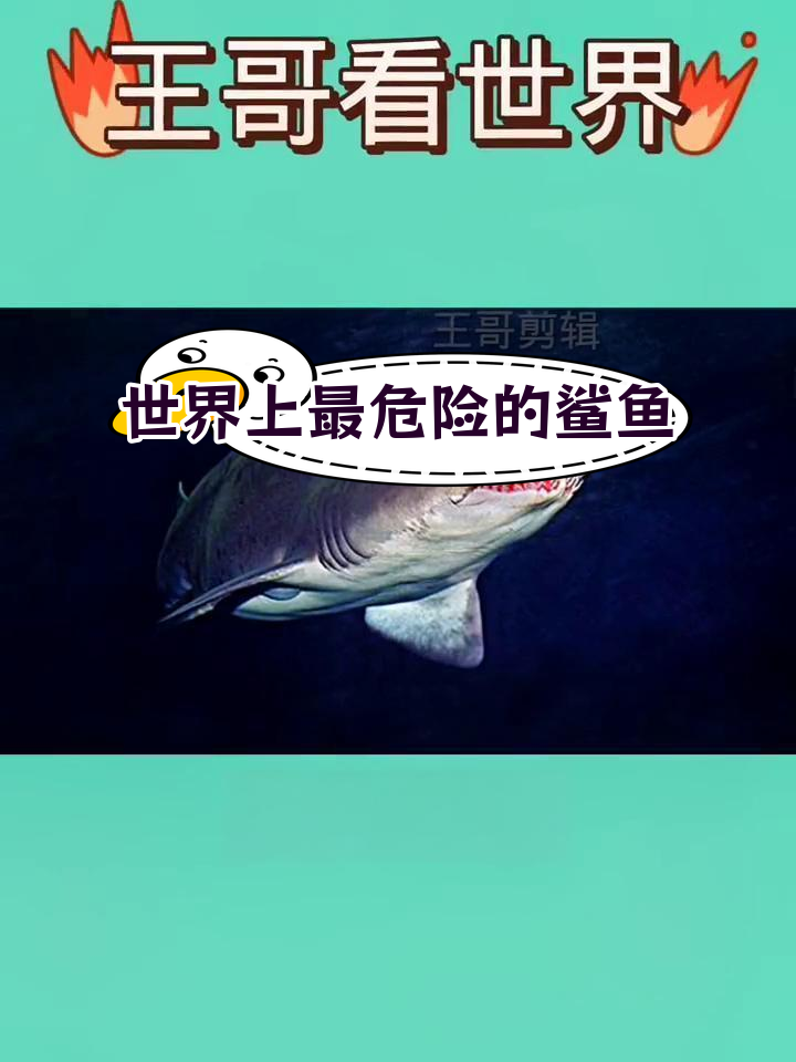 海域游泳必小心!十大危险鲨鱼排行榜