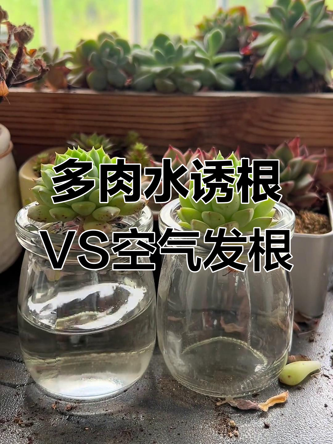 水诱根与空气发根,哪种方式更能让多肉快速生根?