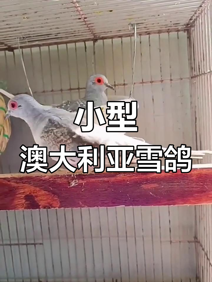 世界上最小的鸽子品种:澳大利亚雪鸽