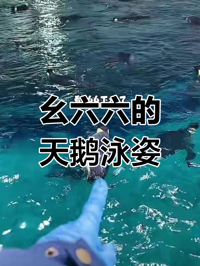 幺六六游泳像天鹅,短脖子的帝企鹅太可爱了