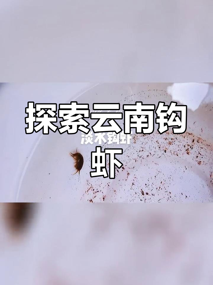 云南淡水钩虾的奇妙世界
