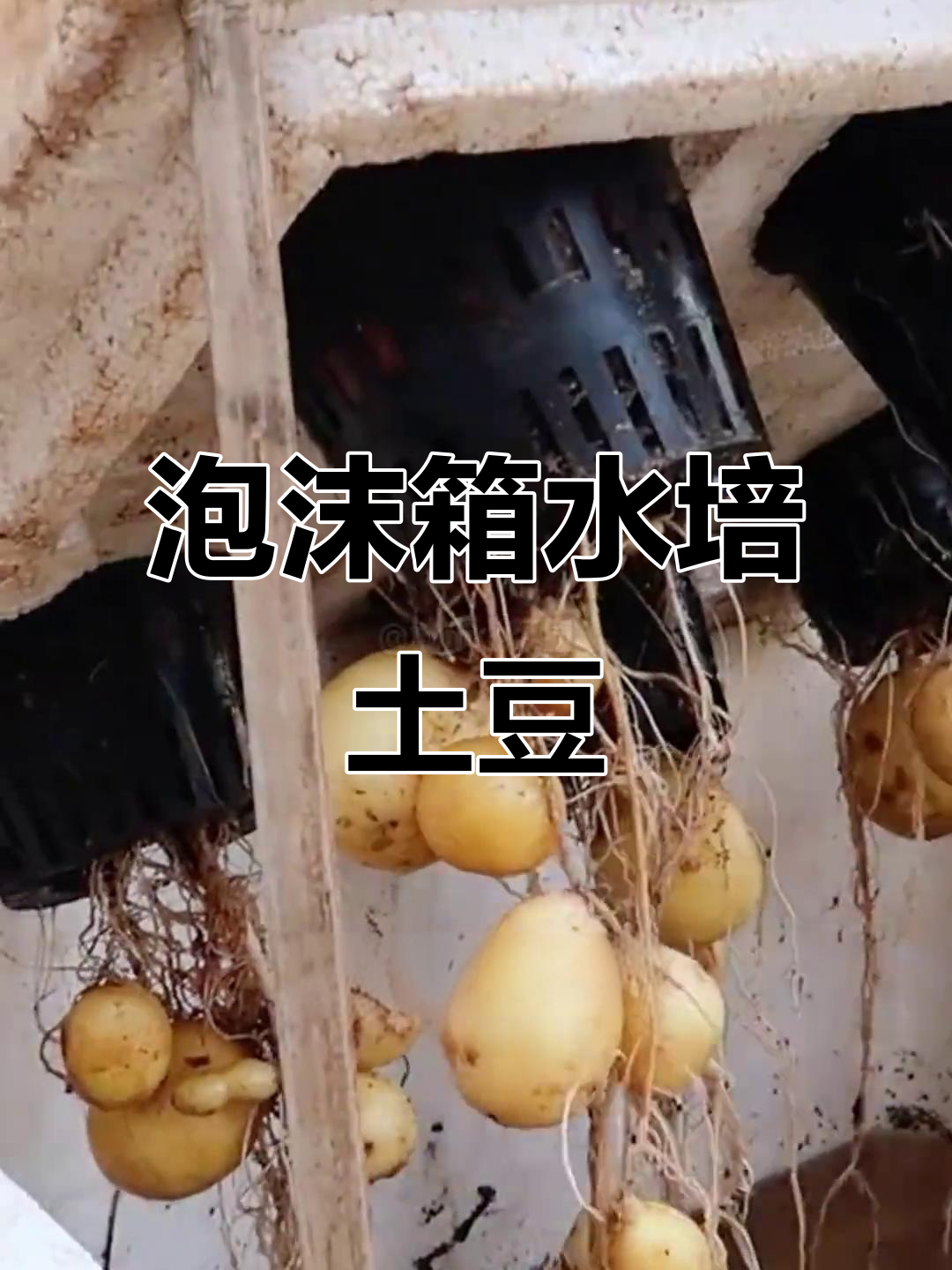 利用废泡沫箱水培土豆,简单又高效,楼顶种植轻松搞定