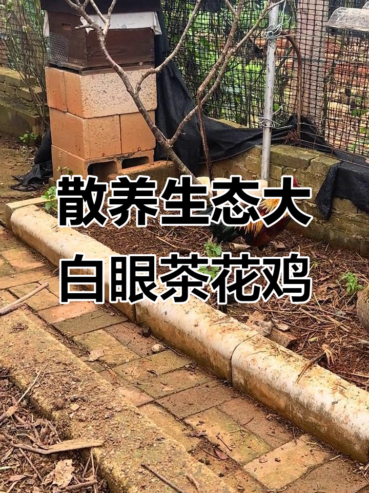 白耳茶花鸡散养生态,白眼小母与小白五的可爱日常