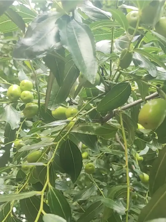 小黑粒葡萄成熟啦,快和家人一起分享!