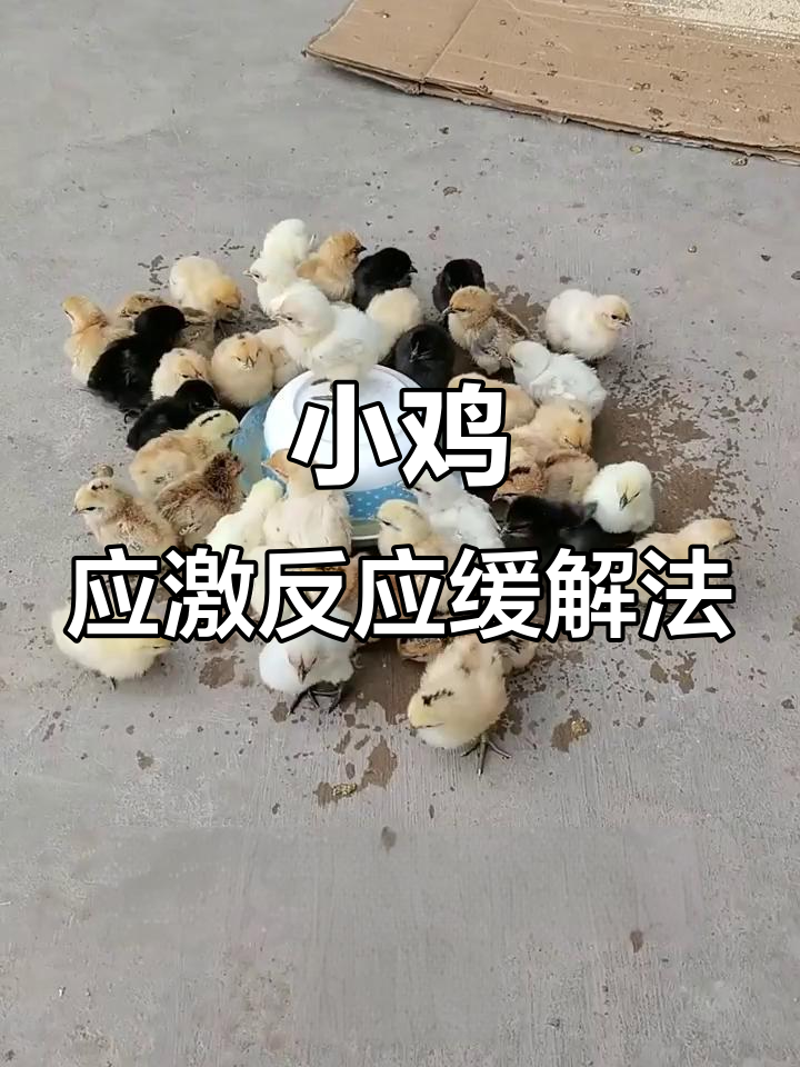 小鸡到家如何选择葡萄糖与红糖?冬季夏季有区别