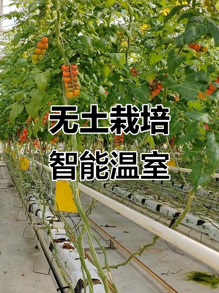 智能温室大棚无土栽培,番茄工厂化种植全解析