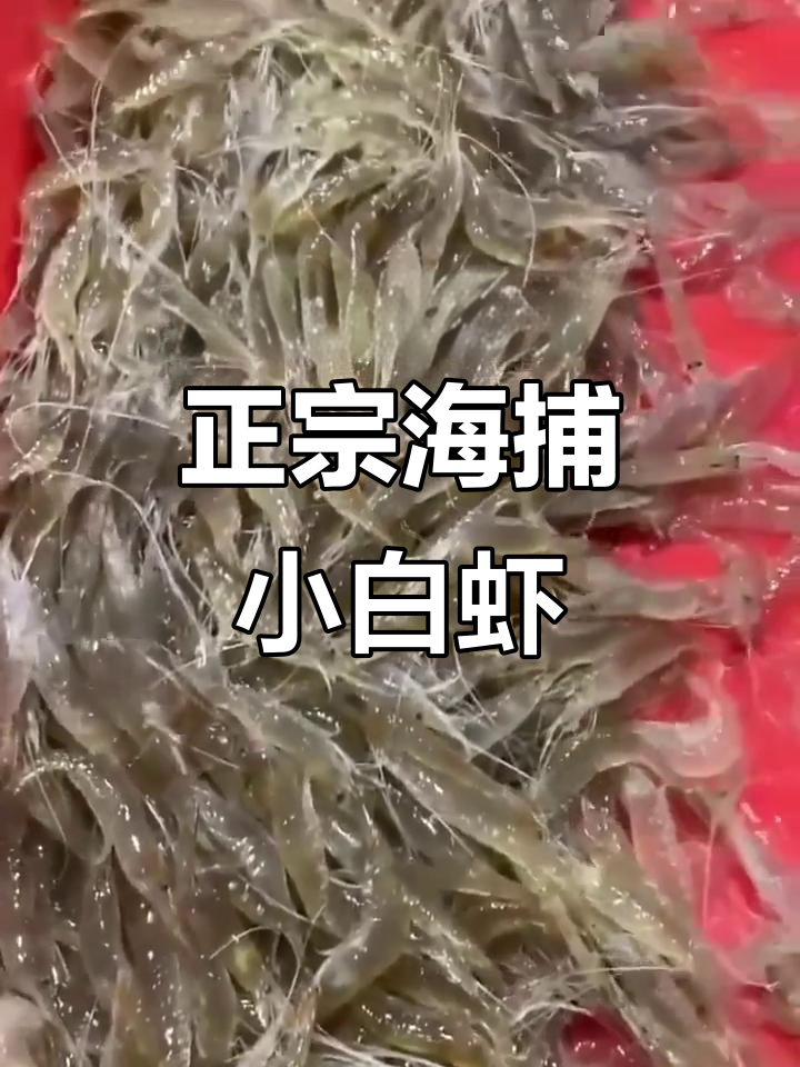 北方冷水海域小白虾,鲜嫩美味不容错过