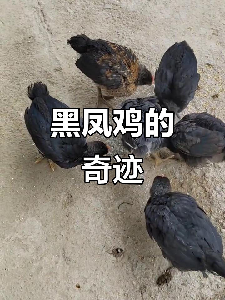 拼多多买的黑凤鸡,产蛋力惊人,期待它们茁壮成长!