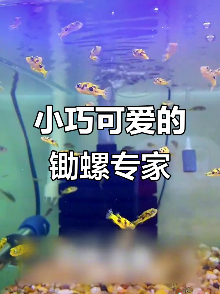 巧克力娃娃鱼：迷你锄螺大师，24小时不休工作
