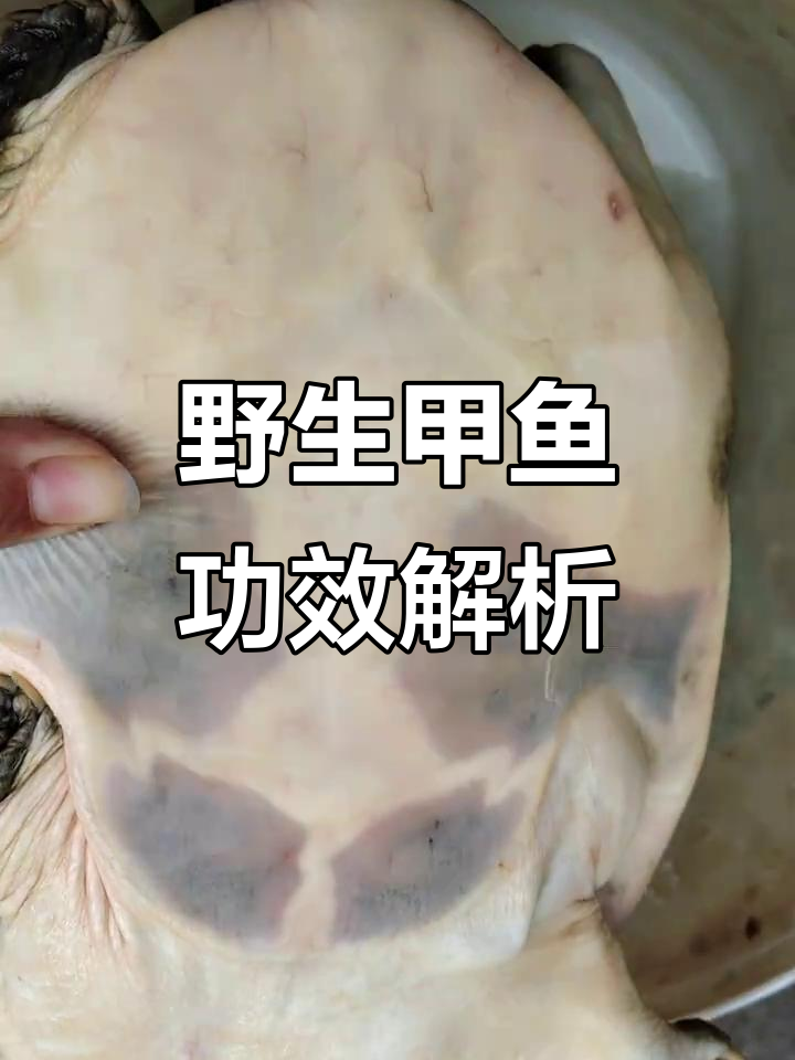 野生甲鱼与养殖甲鱼的营养差异,2.5斤公甲鱼揭秘