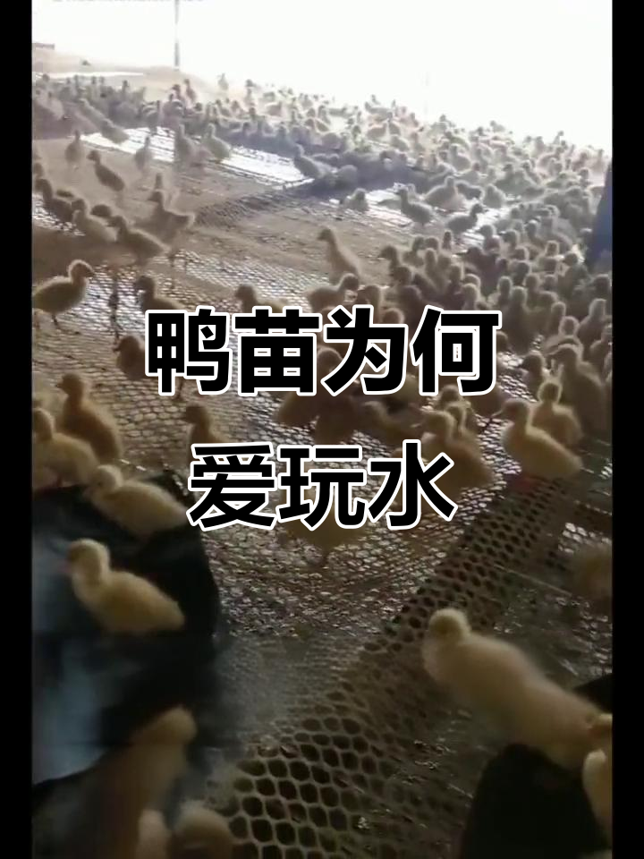 鸭苗玩水原因大揭秘,夏季高温、冬季低温都可能造成
